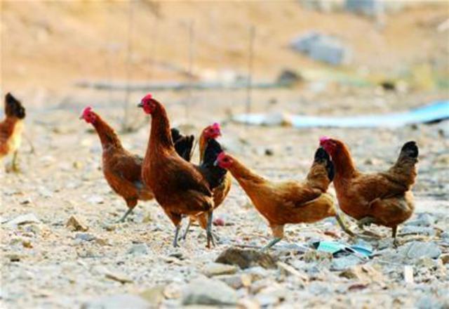 小个头琅琊鸡“飞”出青岛