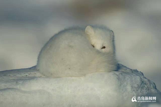 高清：雪地精灵北极狐出没 蜷缩成球萌相可爱