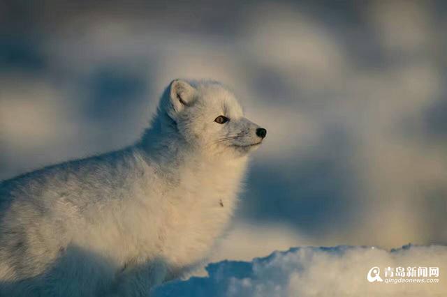 高清：雪地精灵北极狐出没 蜷缩成球萌相可爱