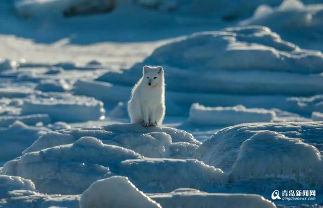高清：雪地精灵北极狐出没 蜷缩成球萌相可爱