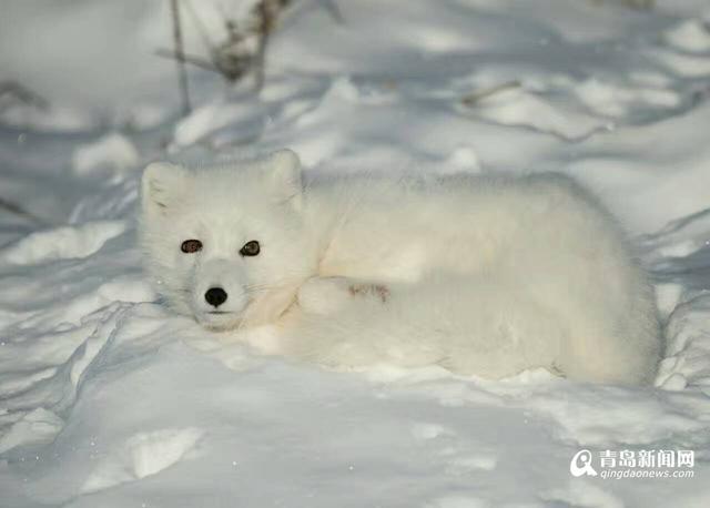 高清：雪地精灵北极狐出没 蜷缩成球萌相可爱