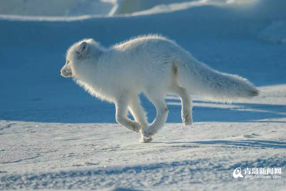 高清：雪地精灵北极狐出没 蜷缩成球萌相可爱