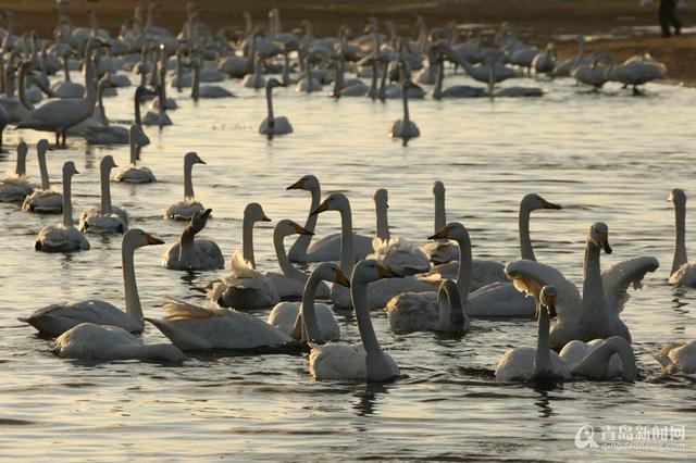 高清:实拍荣成天鹅湖 万只精灵聚集蔚为壮观 高清:实拍荣成天鹅湖 万只精灵聚集蔚为壮观