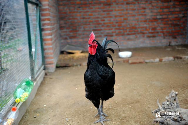 高清：鸡年探访“鸡祥物” 这些鸡你都认识吗