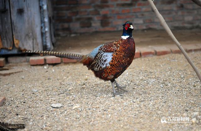 高清：鸡年探访“鸡祥物” 这些鸡你都认识吗