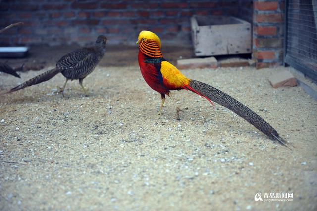 高清：鸡年探访“鸡祥物” 这些鸡你都认识吗