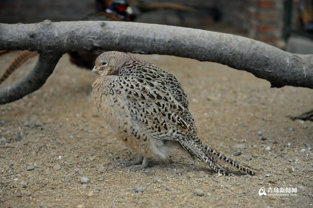 高清：鸡年探访“鸡祥物” 这些鸡你都认识吗