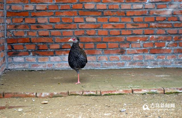 高清：鸡年探访“鸡祥物” 这些鸡你都认识吗