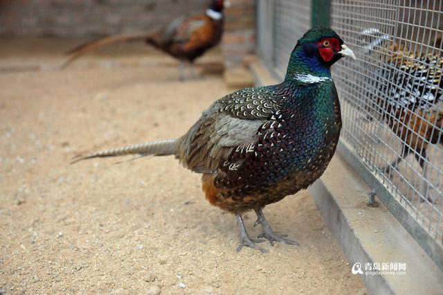 高清：鸡年探访“鸡祥物” 这些鸡你都认识吗