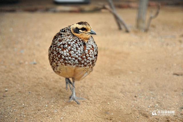 高清：鸡年探访“鸡祥物” 这些鸡你都认识吗