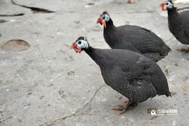 高清：鸡年探访“鸡祥物” 这些鸡你都认识吗