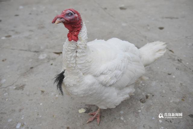 高清：鸡年探访“鸡祥物” 这些鸡你都认识吗