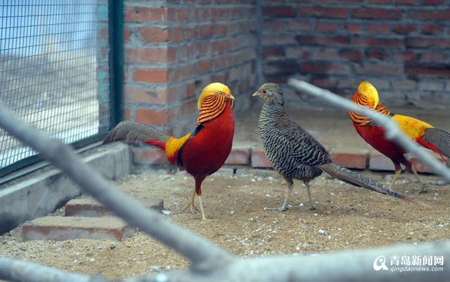 高清：鸡年探访“鸡祥物” 这些鸡你都认识吗