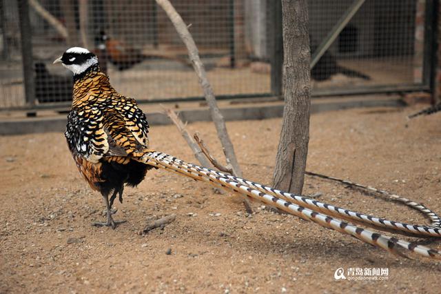 高清：鸡年探访“鸡祥物” 这些鸡你都认识吗