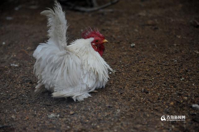 高清：鸡年探访“鸡祥物” 这些鸡你都认识吗