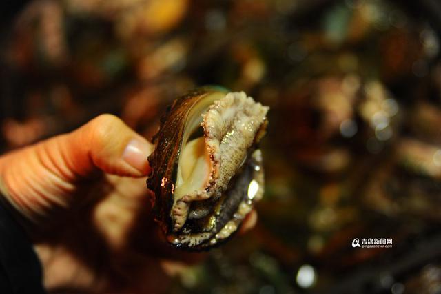 高清：腊月里高档海鲜热卖 块头大看着流口水
