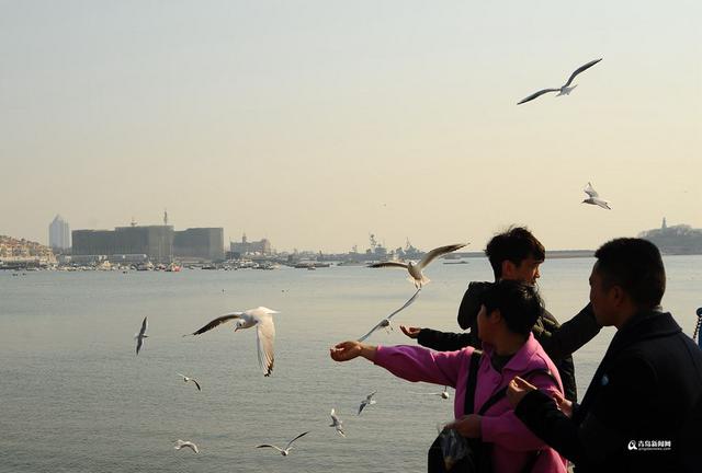 高清：最低温-7℃ 栈桥游人与海鸥亲密接触