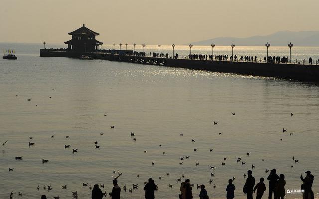 高清：最低温-7℃ 栈桥游人与海鸥亲密接触