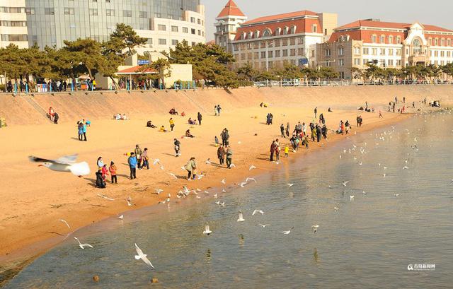 高清：最低温-7℃ 栈桥游人与海鸥亲密接触