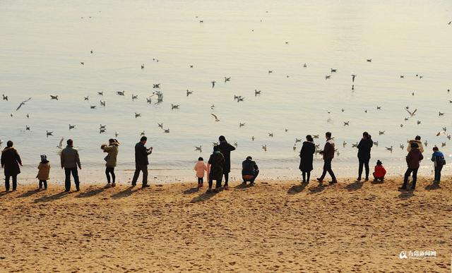 高清：最低温-7℃ 栈桥游人与海鸥亲密接触