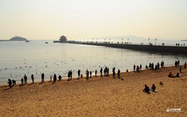 高清：最低温-7℃ 栈桥游人与海鸥亲密接触