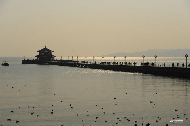 高清：最低温-7℃ 栈桥游人与海鸥亲密接触