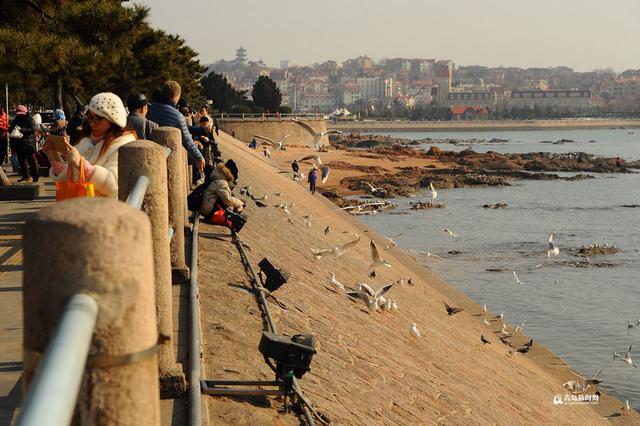 高清：最低温-7℃ 栈桥游人与海鸥亲密接触