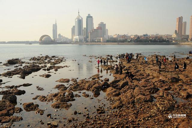 高清：最低温-7℃ 栈桥游人与海鸥亲密接触