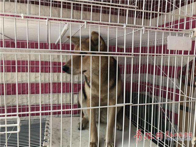 春节宠物寄养市场火爆 价格上涨一笼难求