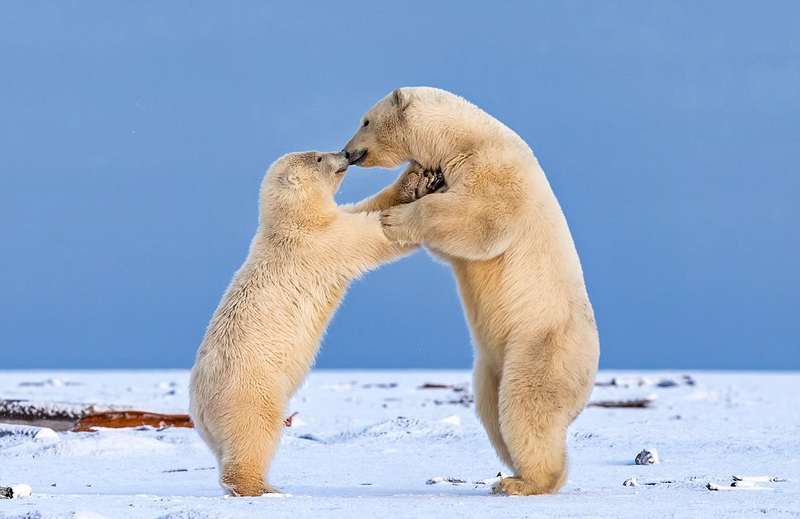 阿拉斯加北极熊女配图片
