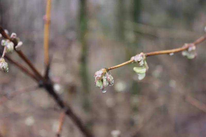 组图：鸡年第一场雪来啦！巨峰因雪太大关闭