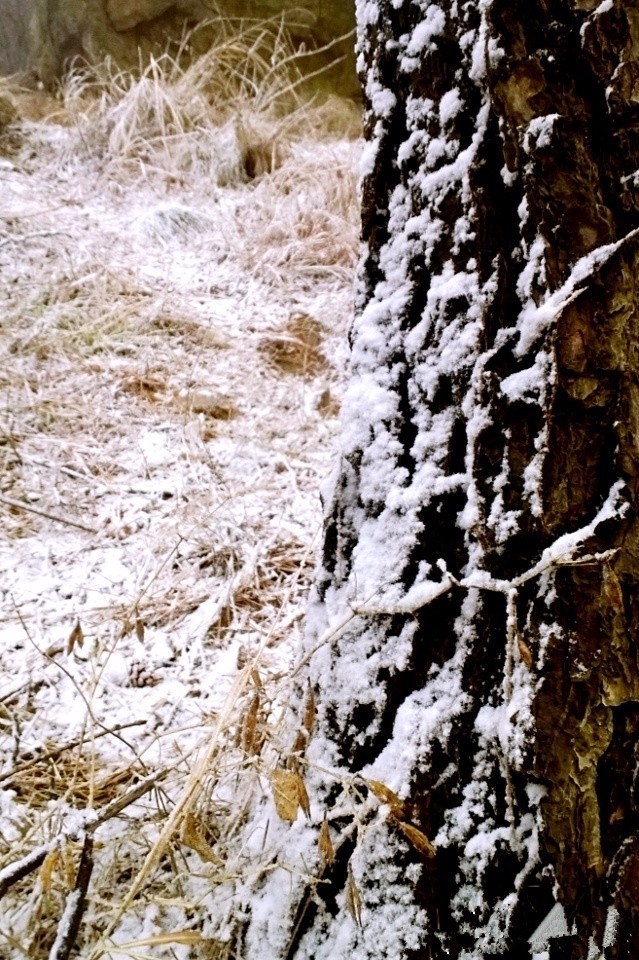 组图：鸡年第一场雪来啦！巨峰因雪太大关闭