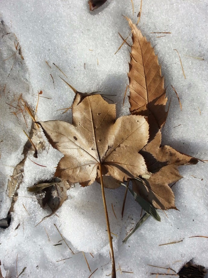 组图：鸡年第一场雪来啦！巨峰因雪太大关闭