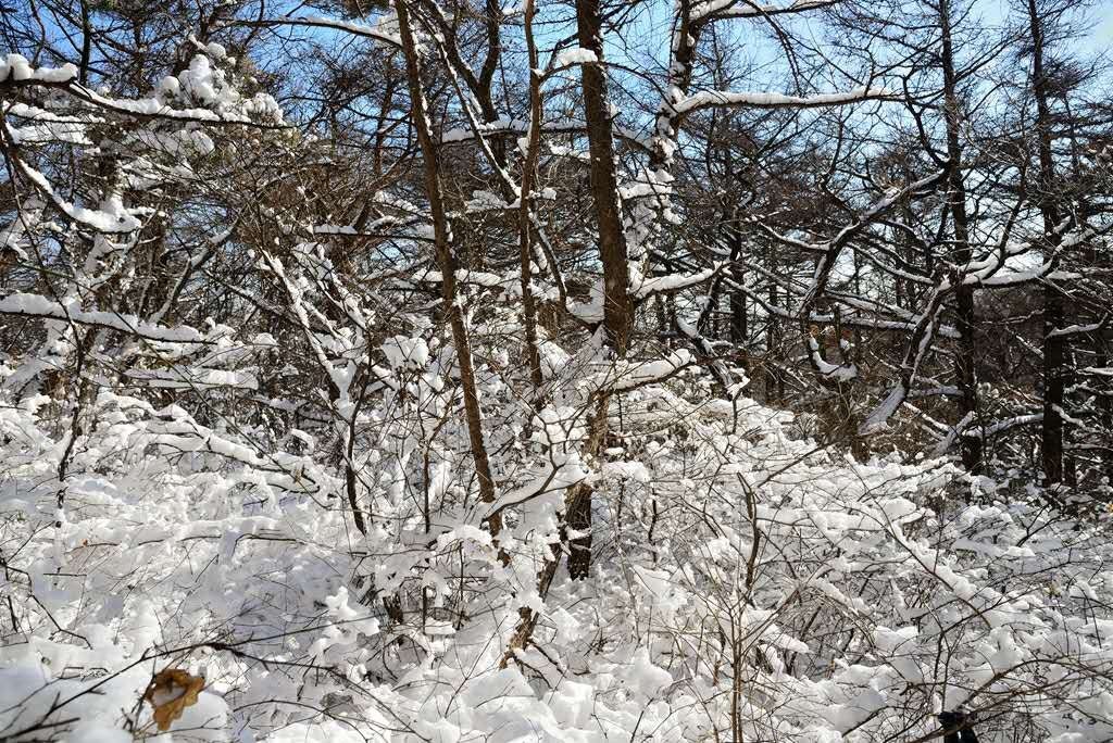 组图：鸡年第一场雪来啦！巨峰因雪太大关闭