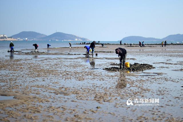 青岛市民春节赶海 竹蛏子白蛤喇啥都有