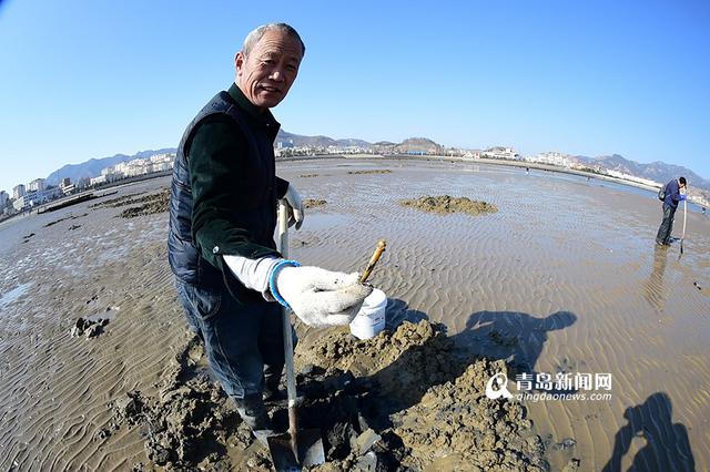 青岛市民春节赶海 竹蛏子白蛤喇啥都有