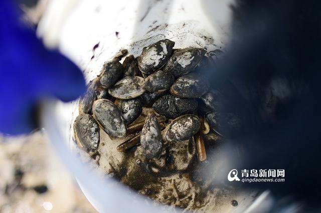 青岛市民春节赶海 竹蛏子白蛤喇啥都有