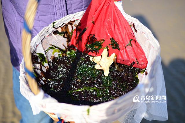 青岛市民春节赶海 竹蛏子白蛤喇啥都有