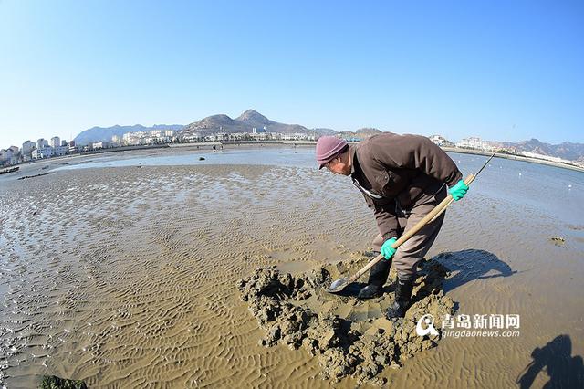 青岛市民春节赶海 竹蛏子白蛤喇啥都有