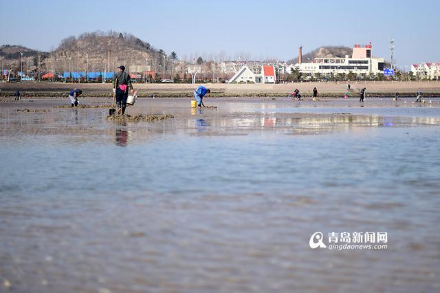 青岛市民春节赶海 竹蛏子白蛤喇啥都有