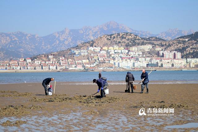 青岛市民春节赶海 竹蛏子白蛤喇啥都有