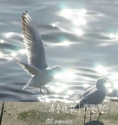 假日海滨：海鸥飞处，天海一色