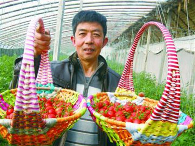 樱桃西红柿种植大户邀请市民尝鲜