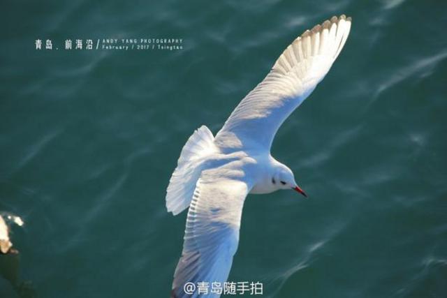 实拍立春后的青岛前海沿 海鸥低空盘旋