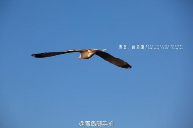 实拍立春后的青岛前海沿 海鸥低空盘旋