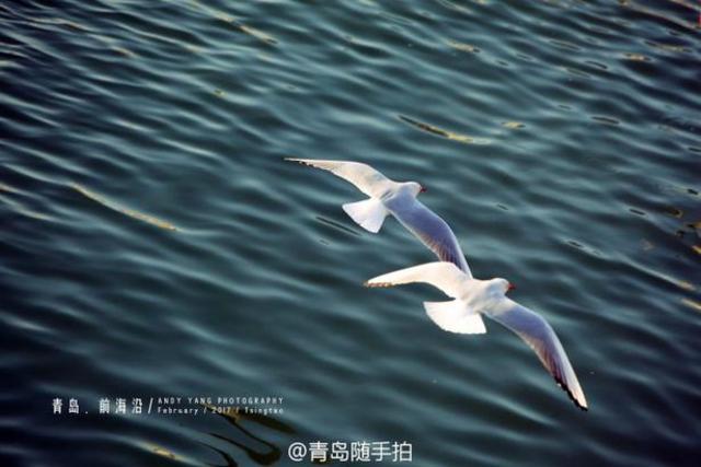 实拍立春后的青岛前海沿 海鸥低空盘旋