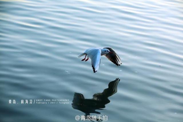 实拍立春后的青岛前海沿 海鸥低空盘旋