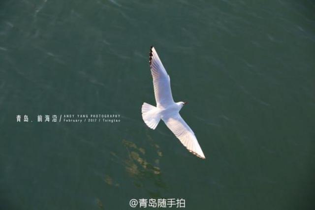 实拍立春后的青岛前海沿 海鸥低空盘旋