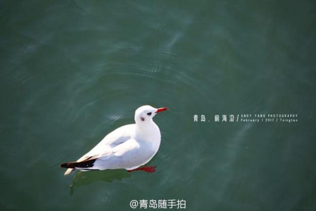实拍立春后的青岛前海沿 海鸥低空盘旋