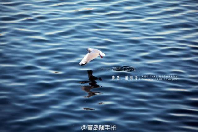 实拍立春后的青岛前海沿 海鸥低空盘旋